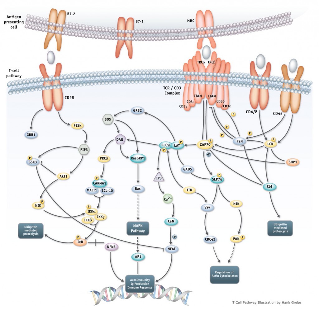 TCell-new_v3-01