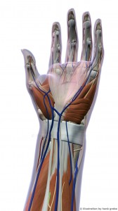 Anaomy of Female Hand Muscles and Ligaments