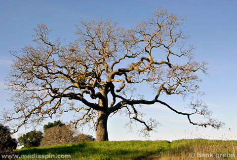 Bare Oak Tree