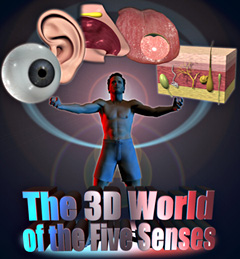 The 3D World of the Five Senses