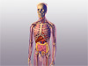 The Visible Man Anatomy 3D Animation